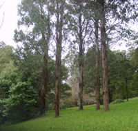 Mount Dandenong Arboretum - Tourism Cairns