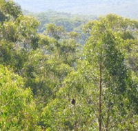Bunyip State Park - Tourism Cairns