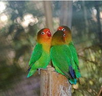 Ballarat Bird World - Tourism Cairns