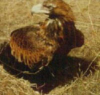 Long Forest Nature Conservation Reserve - Tourism Cairns