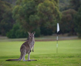 Anglesea Golf Club - Tourism Cairns 0