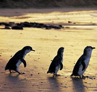 Phillip Island Nature Park - Tourism Cairns