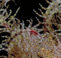 Point Danger Marine Sanctuary - Tourism Cairns