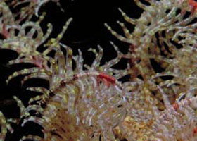 Point Danger Marine Sanctuary - Tourism Cairns 0