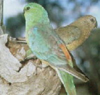 Lake Albacutya Regional Park - Tourism Cairns