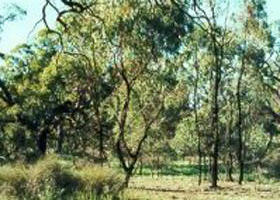 Leaghur State Park - Tourism Cairns 0