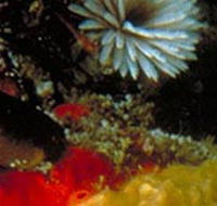 Point Cooke Marine Sanctuary - Tourism Cairns