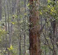 Heathcote-Graytown National Park - Tourism Cairns