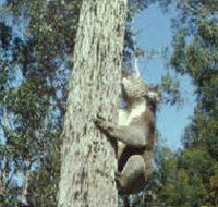 Creswick Regional Park - Tourism Cairns