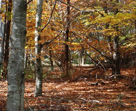 RJ Hamer Arboretum - Tourism Cairns 0