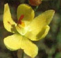 Langwarrin Flora and Fauna Reserve - Tourism Cairns