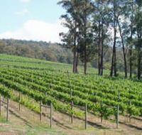 Piedmont Vineyard - Tourism Cairns