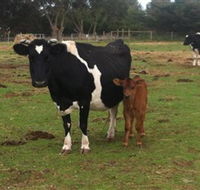 Animal Land Children's Farm - Tourism Cairns