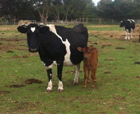 Animal Land Children's Farm - Tourism Cairns 0