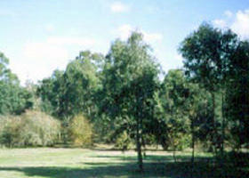 Sweeneys Flat - Tourism Cairns 0