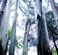 Dandenong Ranges National Park - Tourism Cairns