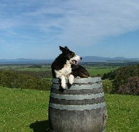 Windy Ridge Vineyard and Winery - Tourism Cairns
