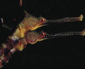 Eagle Rock Marine Sanctuary - Tourism Cairns 0