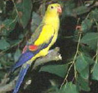 Lake Hindmarsh Reserve - Tourism Cairns