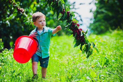Cherryhill Orchards - Tourism Cairns 2
