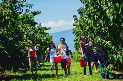 Cherryhill Orchards - Tourism Cairns 4