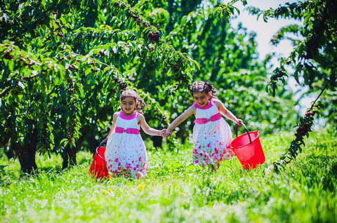 Cherryhill Orchards - Tourism Cairns 6