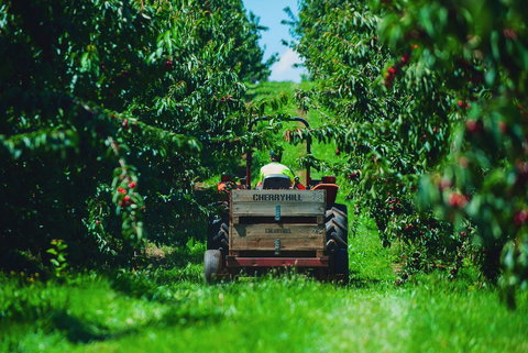 Cherryhill Orchards - Tourism Cairns 7