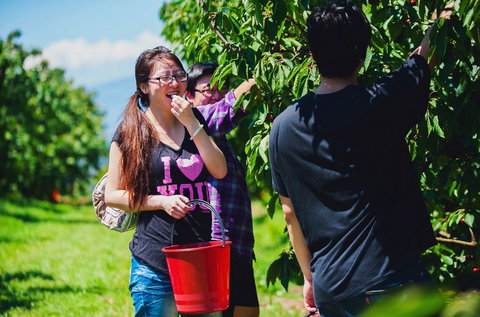Cherryhill Orchards - Tourism Cairns 9