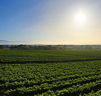 GREENSTONE VINEYARDS - Tourism Cairns