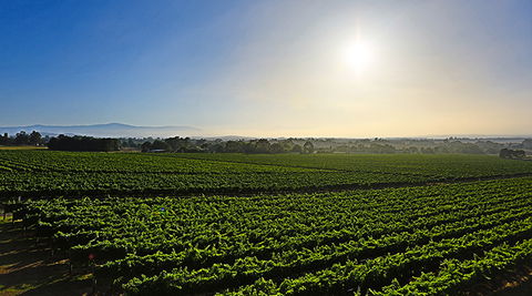 GREENSTONE VINEYARDS - Tourism Cairns 0