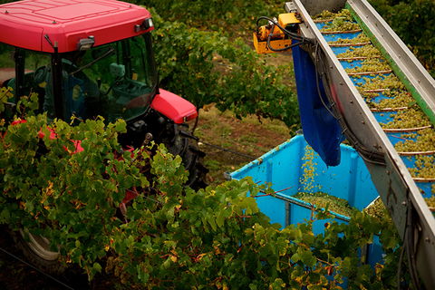 GREENSTONE VINEYARDS - Tourism Cairns 3