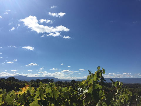 GREENSTONE VINEYARDS - Tourism Cairns 5