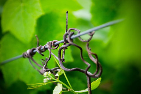 Dromana Estate - Tourism Cairns 3