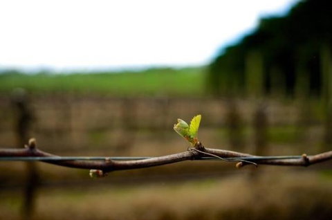 Dromana Estate - Tourism Cairns 5