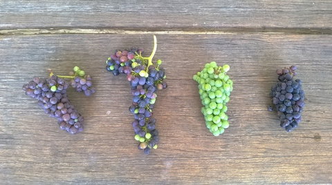 Dromana Estate - Tourism Cairns 8