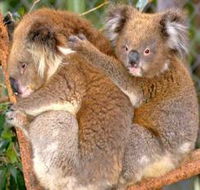 Shoalhaven Zoo - Tourism Cairns