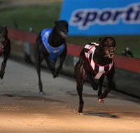 Dapto Dogs - Tourism Cairns