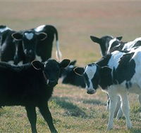 Bodalla Dairy Cheese Factory - Tourism Cairns