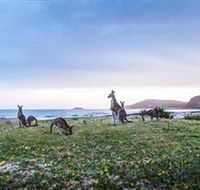 Pebbly Beach - Tourism Cairns