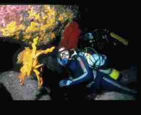 Solitary Islands Marine Park - Tourism Cairns 0