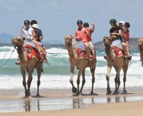 Camel Rides With Coffs Coast Camels - Tourism Cairns 0