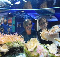 Solitary Islands Aquarium - Tourism Cairns