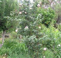 Tombstone Estate Vineyard - Tourism Cairns