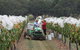 Razorback Ridge Wines - thumb 7