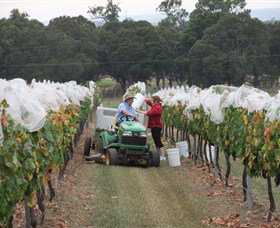 Razorback Ridge Wines - Tourism Cairns 7