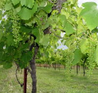 Holland Wines - Tourism Cairns