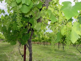 Holland Wines - Tourism Cairns 0