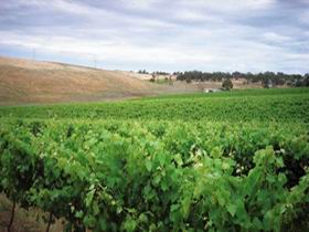 Uleybury Wines - Tourism Cairns 2