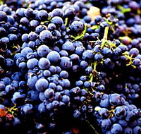 Nandroya Vineyard - Tourism Cairns