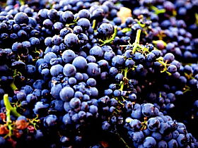 Nandroya Vineyard - Tourism Cairns 0